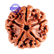 Load image into Gallery viewer, 5 Mukhi Rudraksha from Nepal - Bead No. 75
