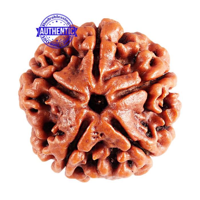 5 Mukhi Rudraksha from Nepal - Bead No. 75