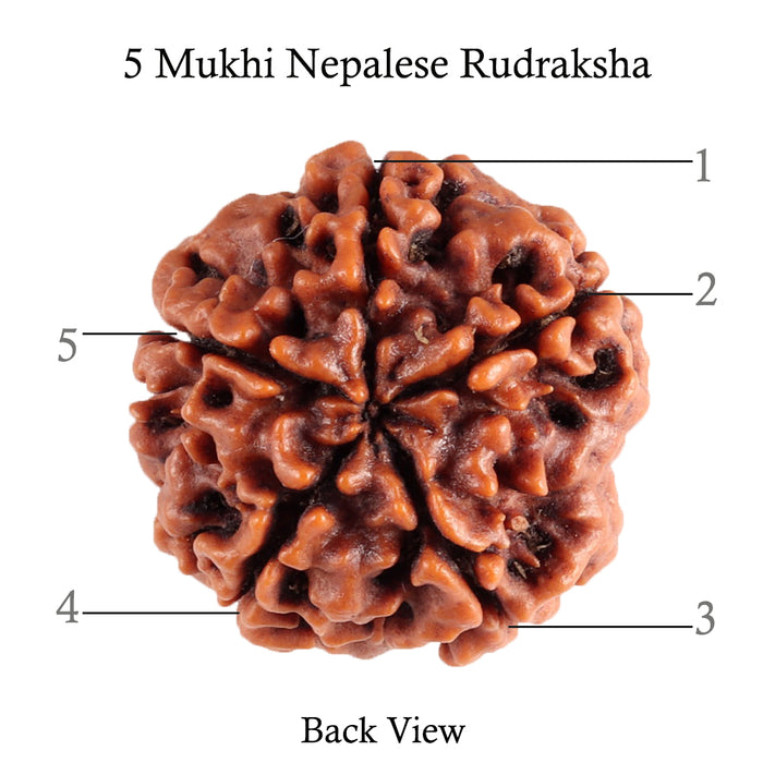 5 Mukhi Rudraksha from Nepal - Bead No. 75