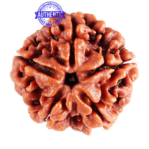 5 Mukhi Rudraksha from Nepal - Bead No. 77