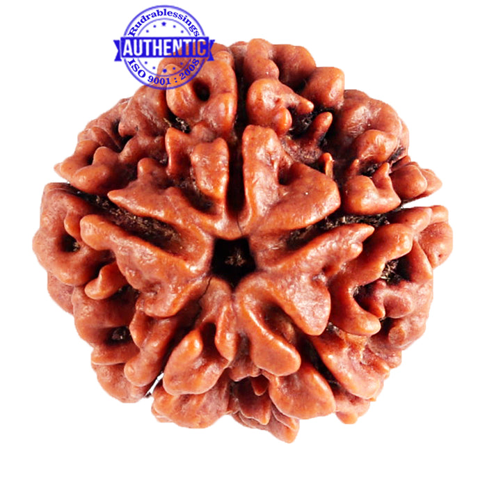 5 Mukhi Rudraksha from Nepal - Bead No. 77