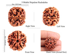 Load image into Gallery viewer, 5 Mukhi Rudraksha from Nepal - Bead No. 78
