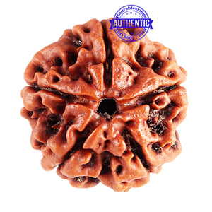 5 Mukhi Rudraksha from Nepal - Bead No. 78