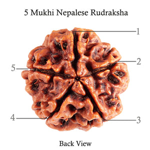 5 Mukhi Rudraksha from Nepal - Bead No. 78