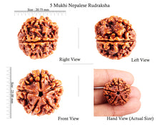 Load image into Gallery viewer, 5 Mukhi Rudraksha from Nepal - Bead No. 79
