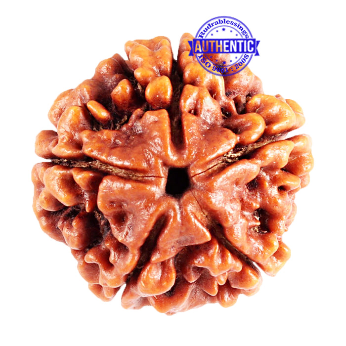 5 Mukhi Rudraksha from Nepal - Bead No. 79