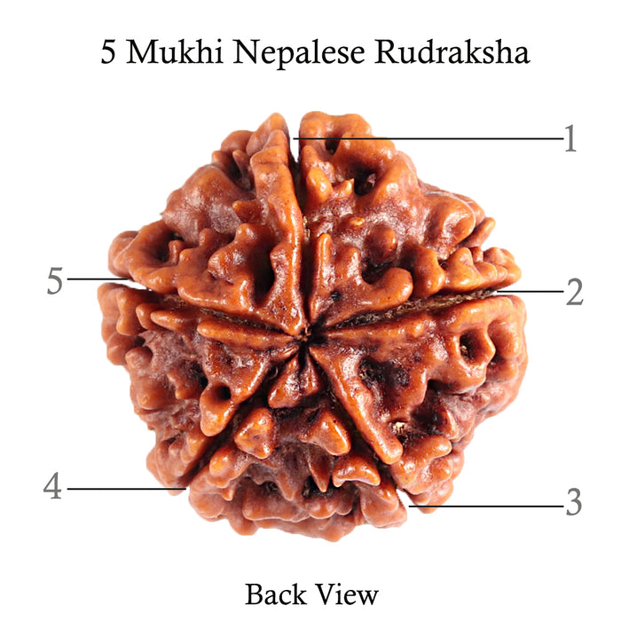 5 Mukhi Rudraksha from Nepal - Bead No. 79