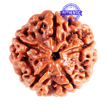 Load image into Gallery viewer, 5 Mukhi Rudraksha from Nepal - Bead No. 80
