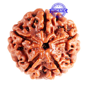 5 Mukhi Rudraksha from Nepal - Bead No. 80