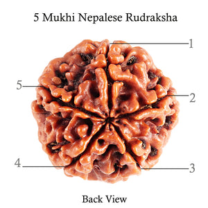 5 Mukhi Rudraksha from Nepal - Bead No. 80