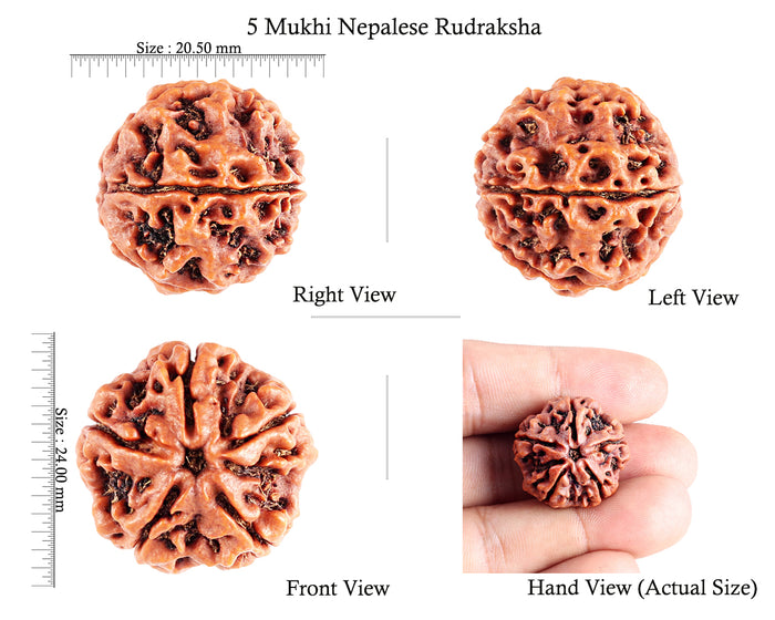 5 Mukhi Rudraksha from Nepal - Bead No. 84