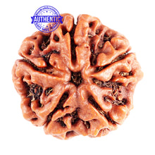 Load image into Gallery viewer, 5 Mukhi Rudraksha from Nepal - Bead No. 84
