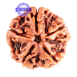 5 Mukhi Rudraksha from Nepal - Bead No. 84