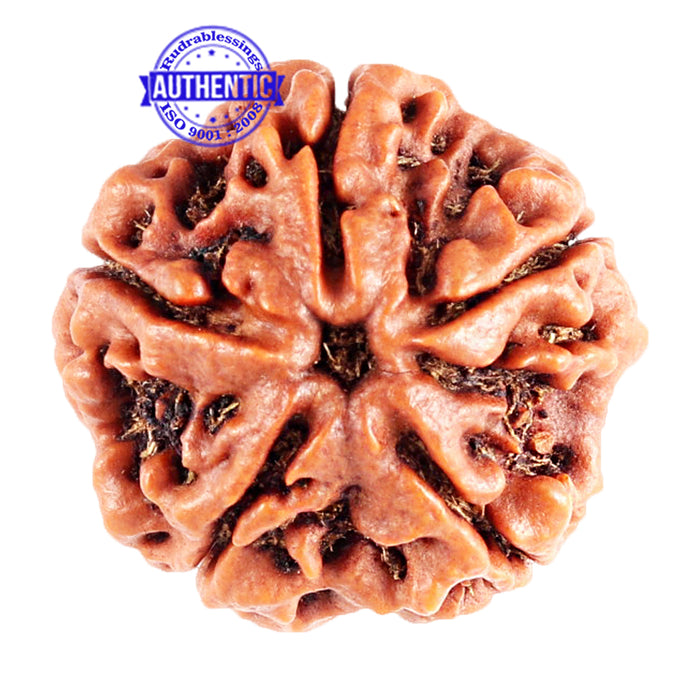 5 Mukhi Rudraksha from Nepal - Bead No. 84