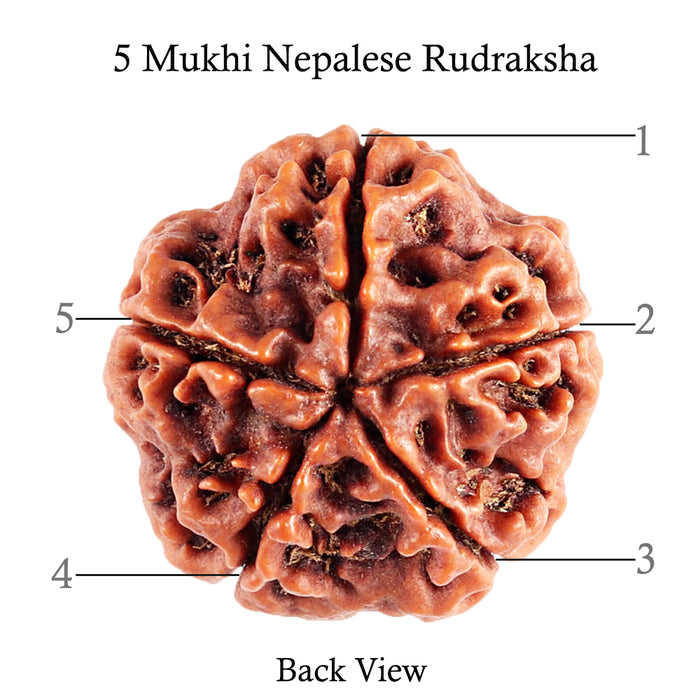 5 Mukhi Rudraksha from Nepal - Bead No. 84