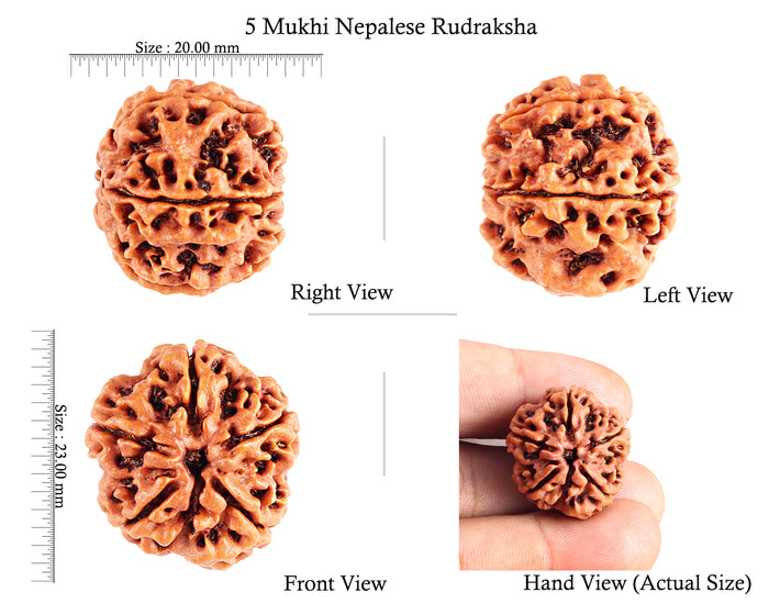5 Mukhi Rudraksha from Nepal - Bead No. 85