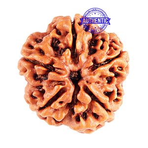 5 Mukhi Rudraksha from Nepal - Bead No. 85