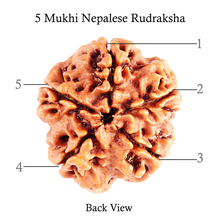 5 Mukhi Rudraksha from Nepal - Bead No. 85