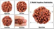 Load image into Gallery viewer, 5 Mukhi Rudraksha from Nepal - Big Size
