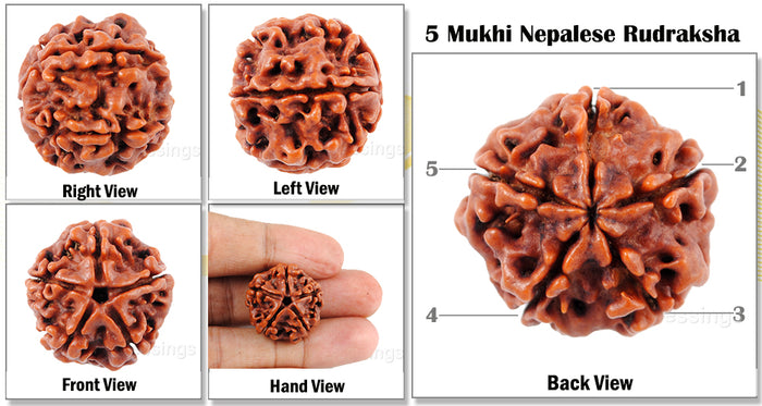 5 Mukhi Rudraksha from Nepal - Big Size