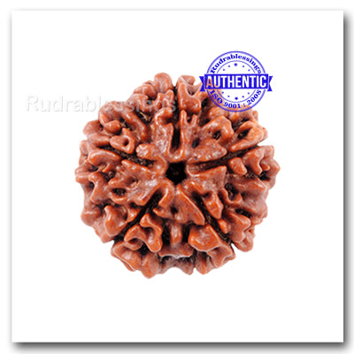 5 mukhi Rudraksha from Nepal - Std Size