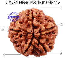 Load image into Gallery viewer, 5 Mukhi Rudraksha from Nepal - Bead No. 115
