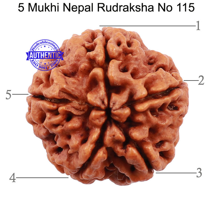 5 Mukhi Rudraksha from Nepal - Bead No. 115