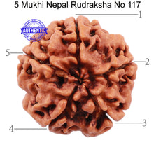 Load image into Gallery viewer, 5 Mukhi Rudraksha from Nepal - Bead No. 117
