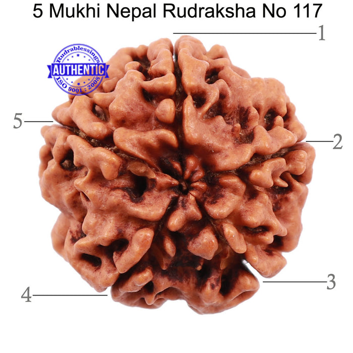 5 Mukhi Rudraksha from Nepal - Bead No. 117