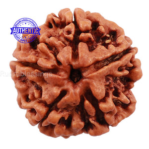 5 Mukhi Rudraksha from Nepal - Bead No. 117