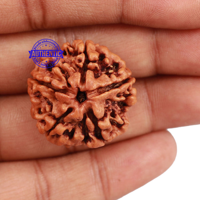 5 Mukhi Rudraksha from Nepal - Bead No. 117