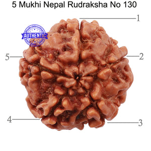 5 Mukhi Rudraksha from Nepal - Bead No. 130