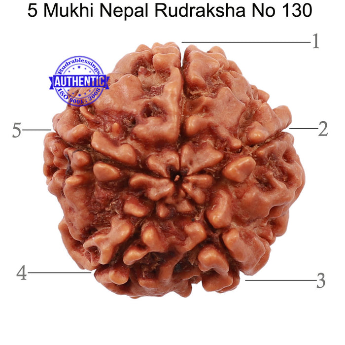 5 Mukhi Rudraksha from Nepal - Bead No. 130