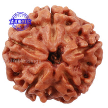 Load image into Gallery viewer, 5 Mukhi Rudraksha from Nepal - Bead No. 130
