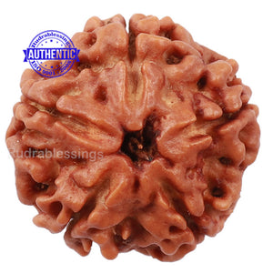 5 Mukhi Rudraksha from Nepal - Bead No. 130