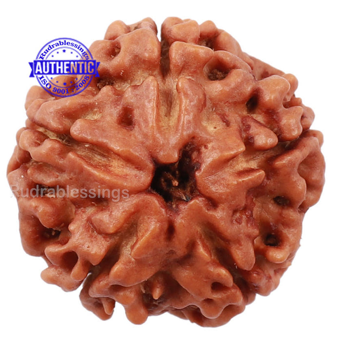 5 Mukhi Rudraksha from Nepal - Bead No. 130