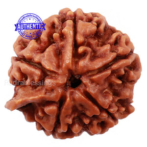 5 Mukhi Ganesh Rudraksha from Nepal - Bead No. 140
