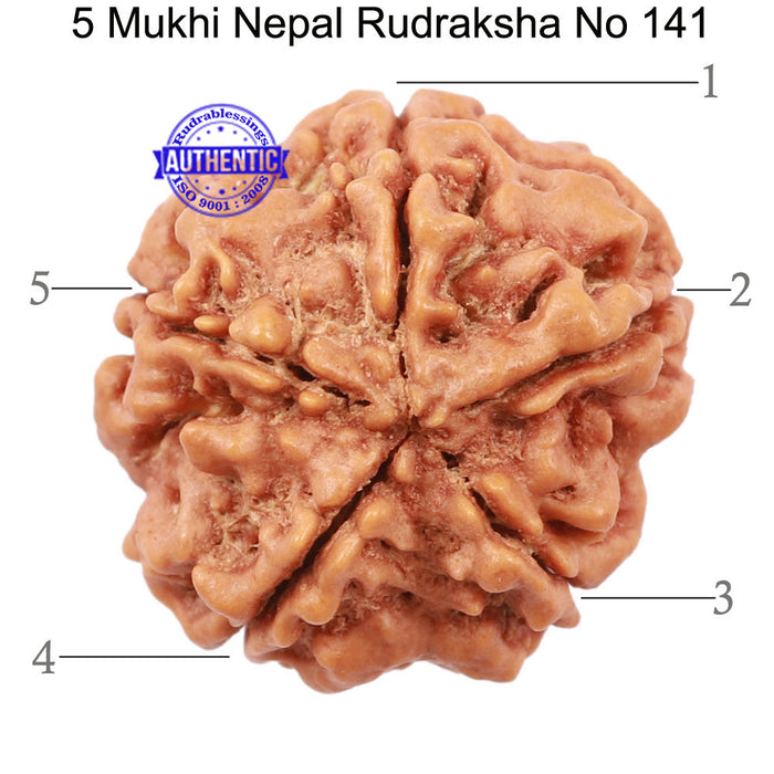 5 Mukhi Rudraksha from Nepal - Bead No. 141