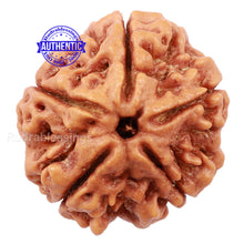 Load image into Gallery viewer, 5 Mukhi Rudraksha from Nepal - Bead No. 141
