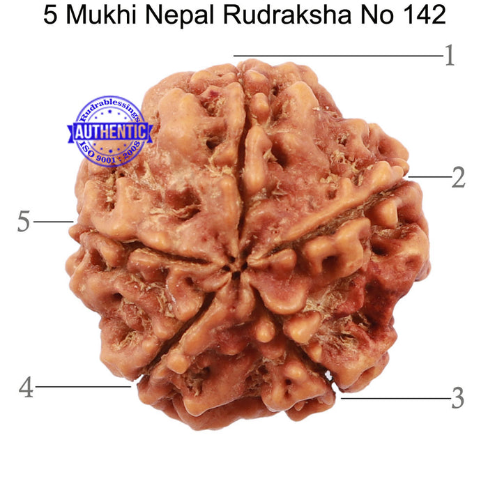 5 Mukhi Rudraksha from Nepal - Bead No. 142