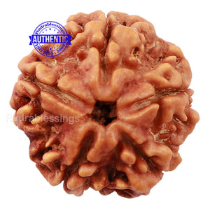 5 Mukhi Rudraksha from Nepal - Bead No. 142