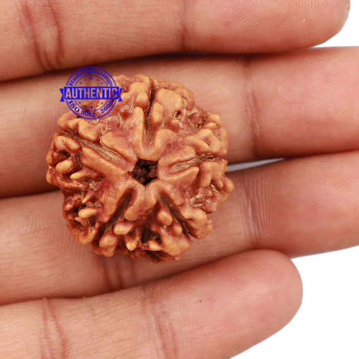5 Mukhi Rudraksha from Nepal - Bead No. 142