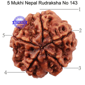 5 Mukhi Rudraksha from Nepal - Bead No. 143