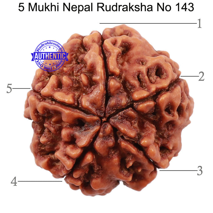 5 Mukhi Rudraksha from Nepal - Bead No. 143