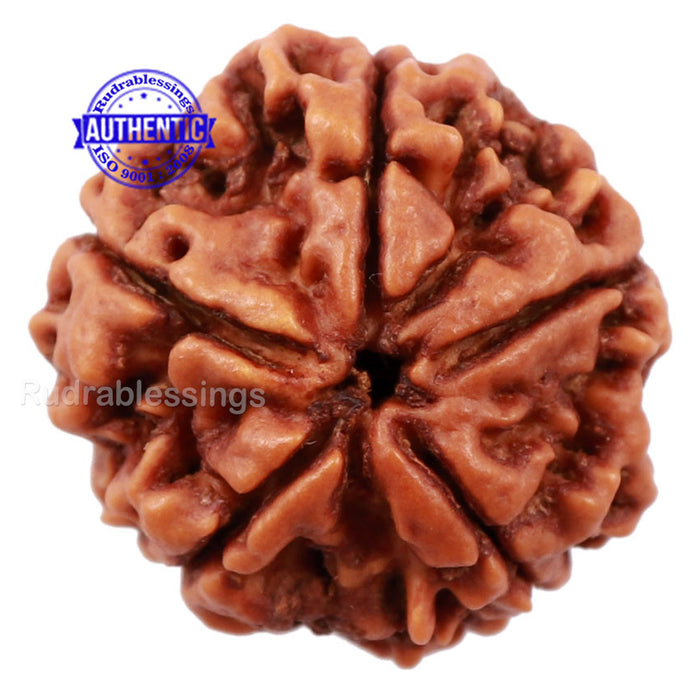 5 Mukhi Rudraksha from Nepal - Bead No. 143