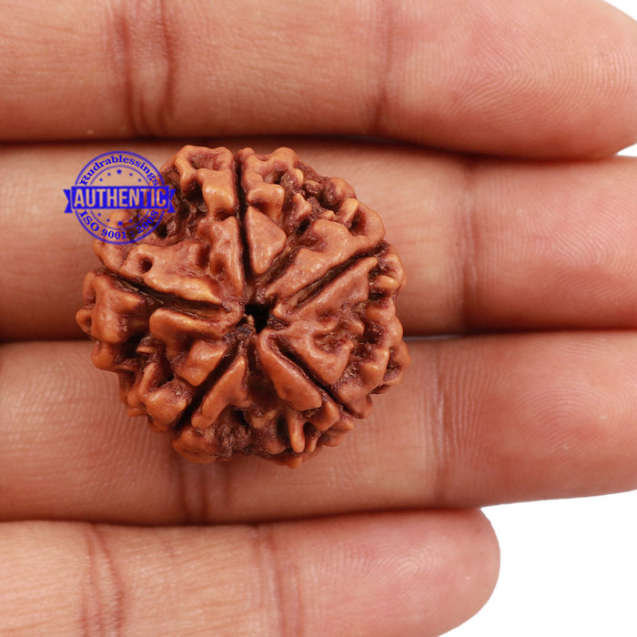 5 Mukhi Rudraksha from Nepal - Bead No. 143