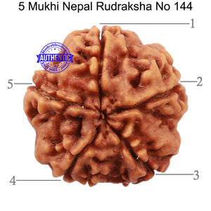 5 Mukhi Rudraksha from Nepal - Bead No. 144