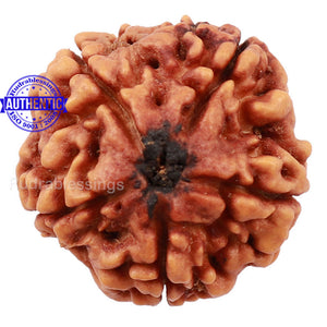 5 Mukhi Rudraksha from Nepal - Bead No. 144