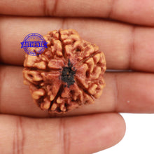 Load image into Gallery viewer, 5 Mukhi Rudraksha from Nepal - Bead No. 144
