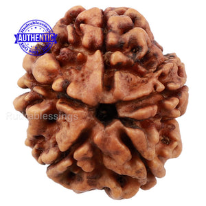 5 Mukhi Rudraksha from Nepal - Bead No. 150
